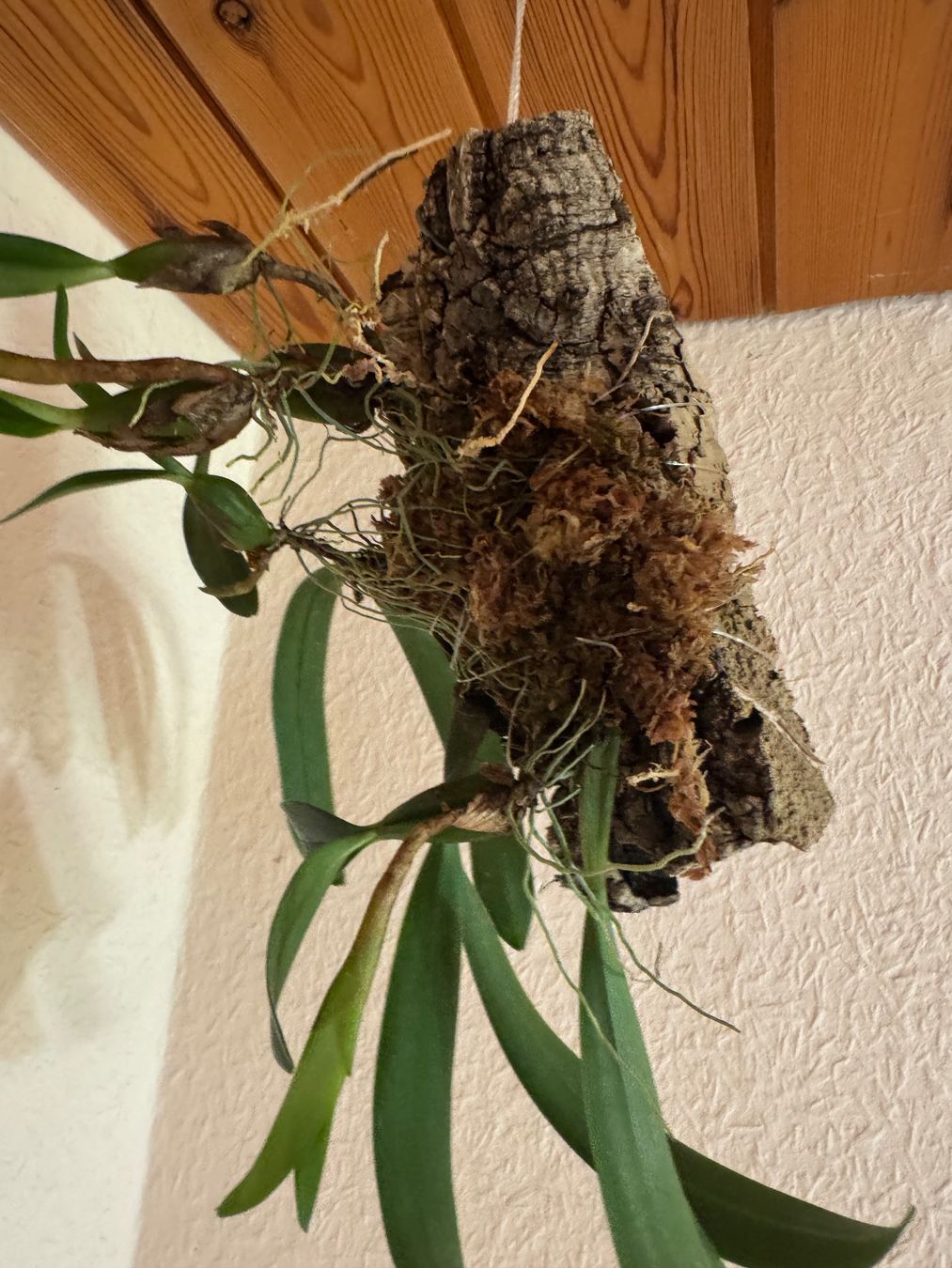 Piante & sementi: Bulbophyllum falcatum – Usato da Männedorf venduto da mrclst 4