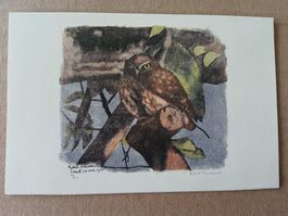 Robert Hainard Grusskarte - Steinkauz Vogelwarte Sempach