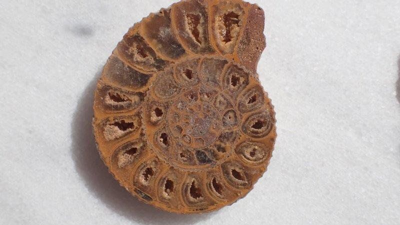 Fossili: Ammonit gesägt und poliert Madagaskar – Usato da Rickenbach BL venduto da Oktober68 4