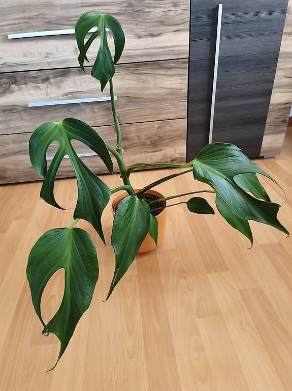 Piante & sementi: Monstera burle marx flame – Usato da Kaisten venduto da lys_zzy8