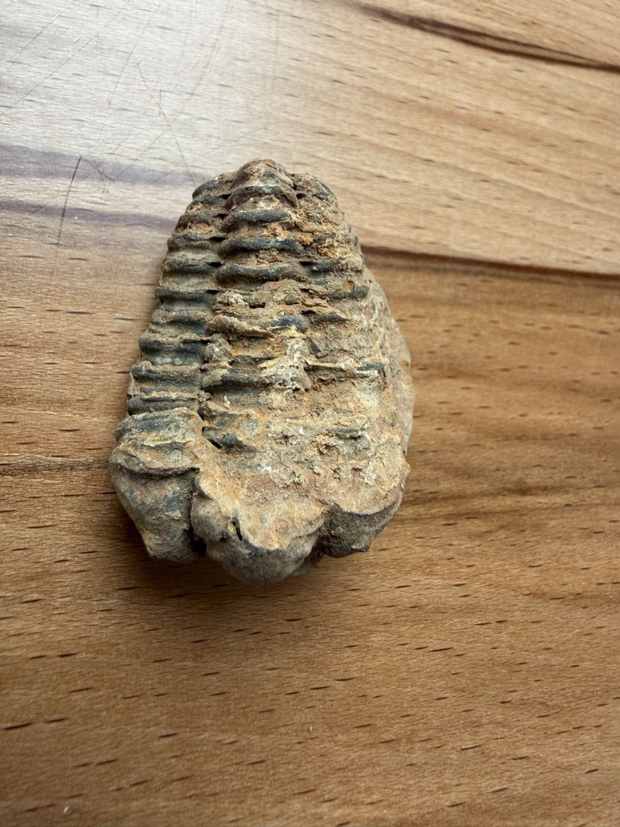 Fossilien: Trilobit – Gebraucht aus Grenchen von Bastet007 3