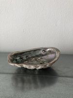 Schöne große Abalone-Muschel
