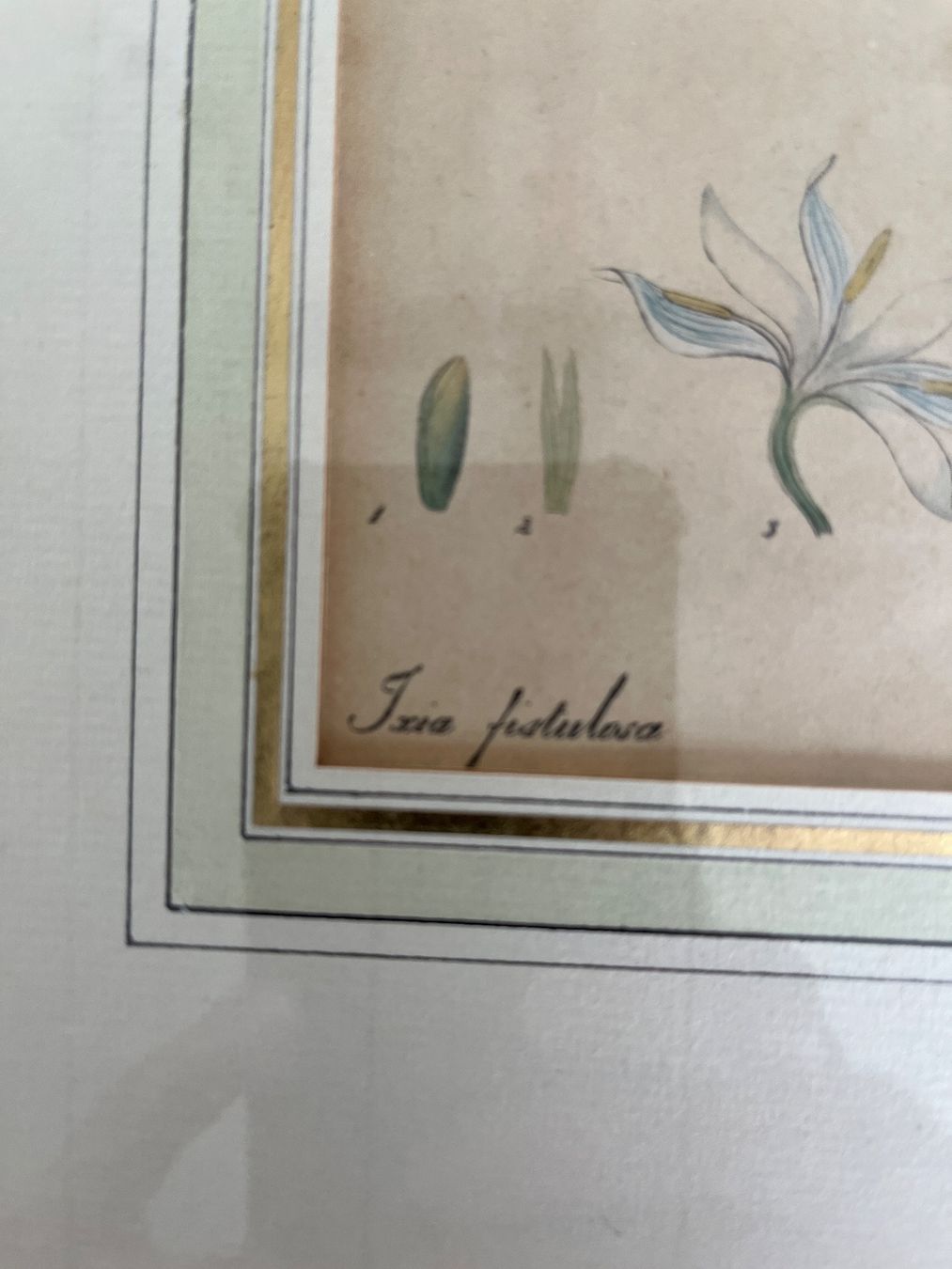 Foto & Immagini: 3 Botanische Kunstdrucke, gerahmt – Usato da Spiegel b. Bern venduto da Burdicrew 5