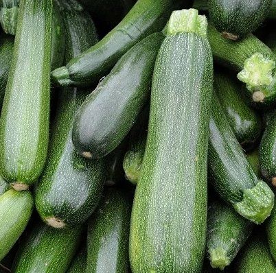 Piante & sementi: ZUCCHETTI / ZUCCHINI 'Soraya' grün / 3 Samen – Nuovo (secondo la descrizione) da Hinteregg venduto da ERFOLG78