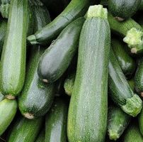 ZUCCHETTI / ZUCCHINI 'Soraya' grün / 3 Samen