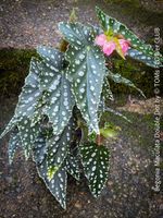 Begonia Maculata Double Dot – ein wunderschönes Sammlerstück