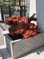 2 Stück JAPANISCHER AHORN