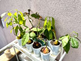 7 Avocado Bäume (Jungpflanzen)