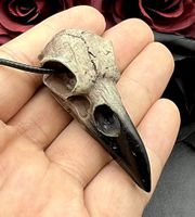 Vogel-Schädel, Bird Skull, Vogelschädel, Raven Skull