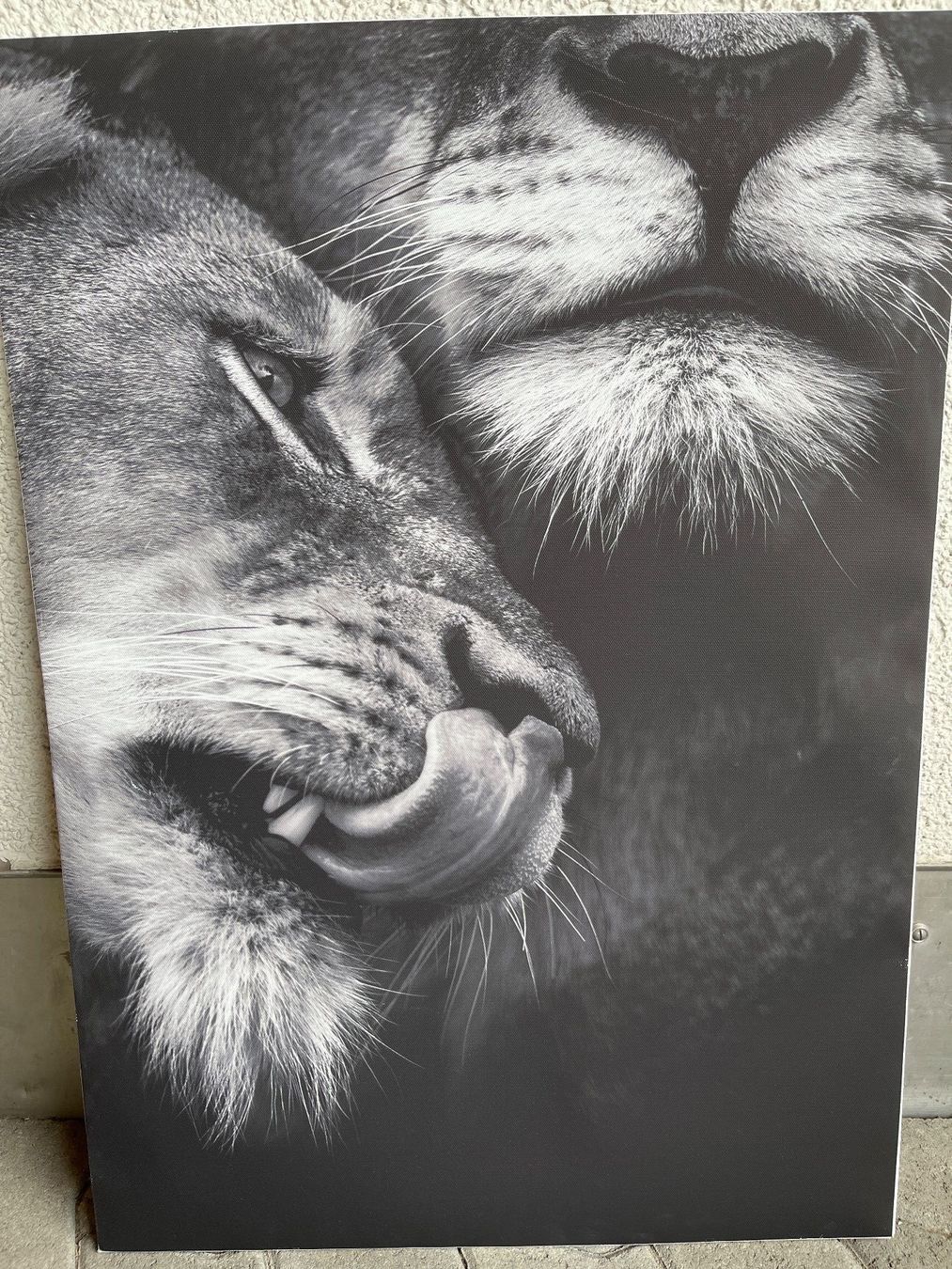 Foto & Immagini: Canvas Löwenpaar 50x70cm – Usato da Escholzmatt venduto da Stern777