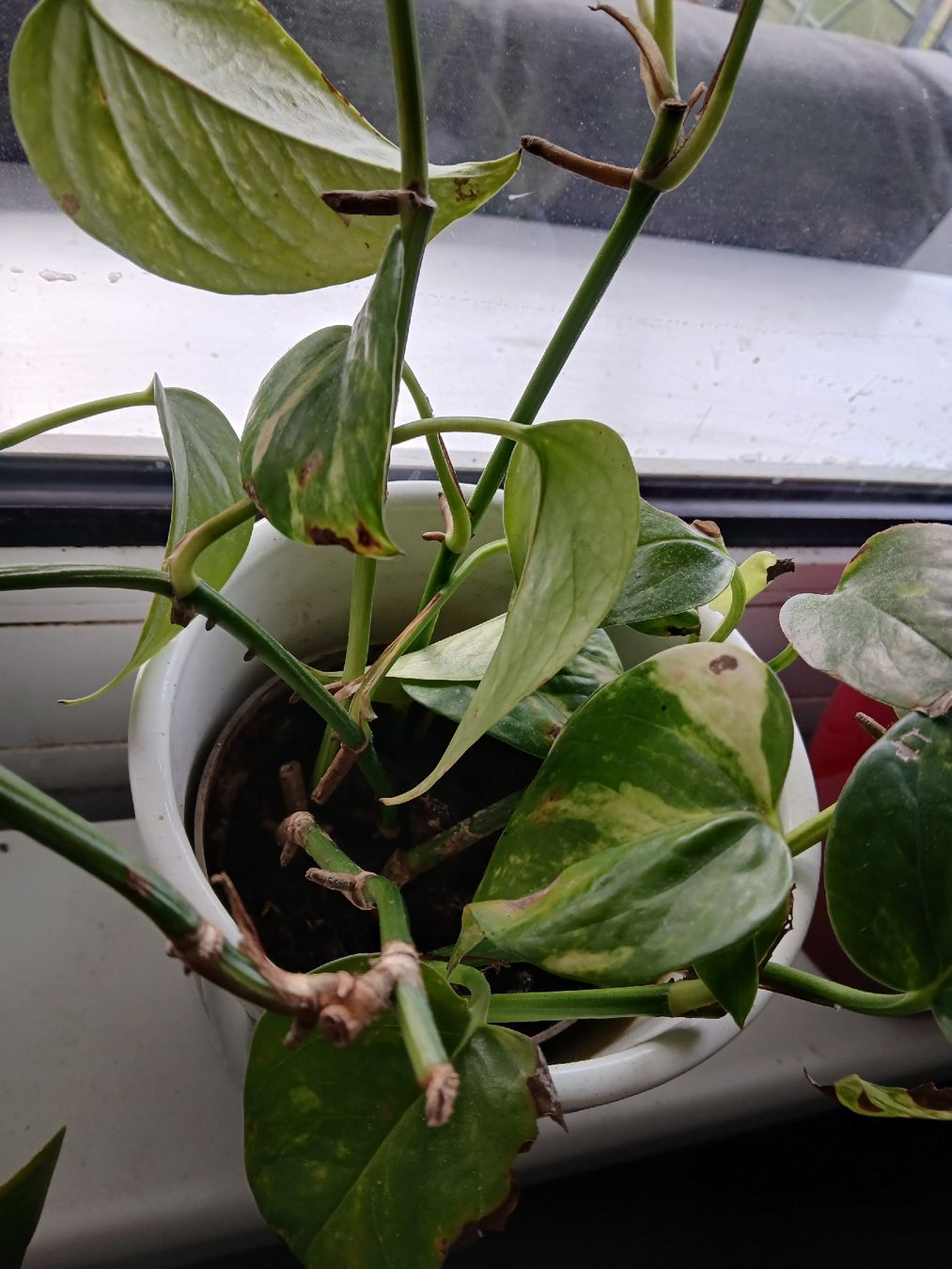 Pflanzen & Samen: Pothos Plant in grey Pot  – Gebraucht aus Dübendorf von LoRi-2026 2