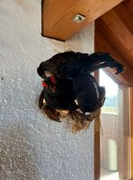 Präparats-Vogel Birkhahn naturgetreu montiert auf Holz