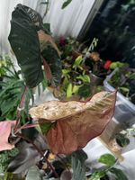 Alocasia Yucatan Princess Pink Variegata rhizome 🪴🌱
