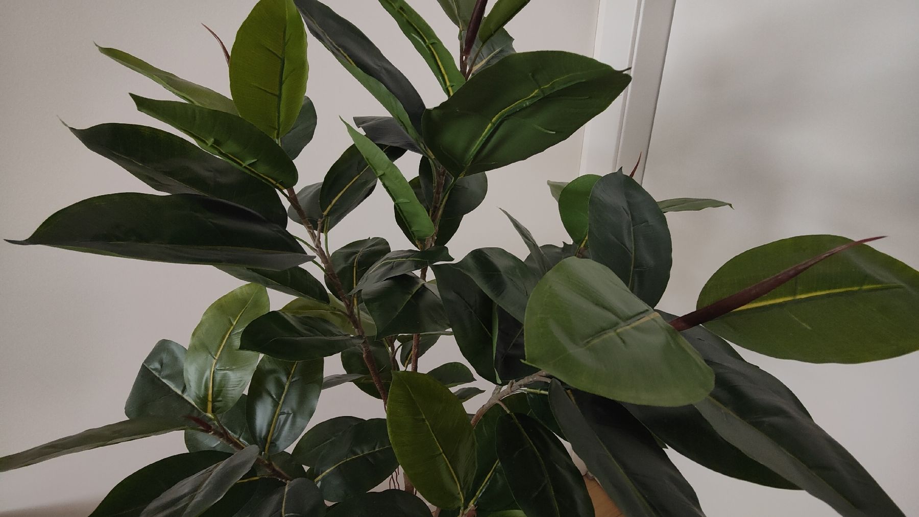 Piante & sementi: Pianta Ficus artificiale – Usato da Lugano venduto da claudio.luga 4