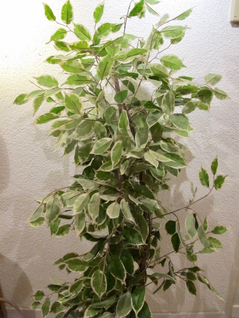 Piante & sementi: Kunstbaum Ficus Benjamini Deko Pflanze Baum – Usato da Wil ZH venduto da Arbolero 2