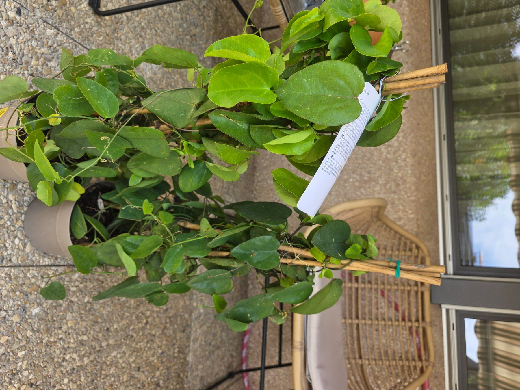 Piante & sementi: 2 Stk - Kletterpflanze Passiflora mucronata. – Usato da Niederscherli venduto da Pemela 5