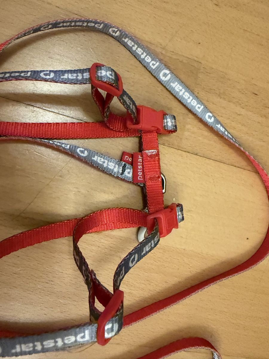 Guinzagli & Collari: Katzengeschirr pet leash like new – Usato da Zürich venduto da arr_vq5w 1