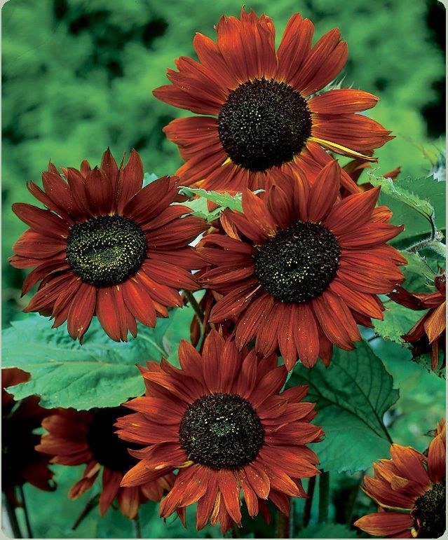 Piante & sementi: 30 Samen Sonnenblume VELVET QUEEN – Nuovo (secondo la descrizione) da Ehrendingen venduto da VerveinaSamen 1