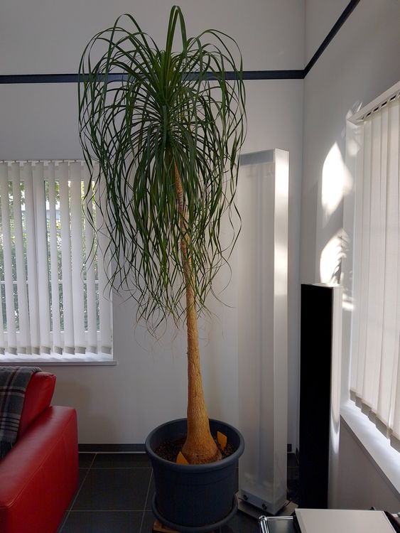 glückskastanie pflanze Pachira Aquatica Glückskastanie XL – vielgrün