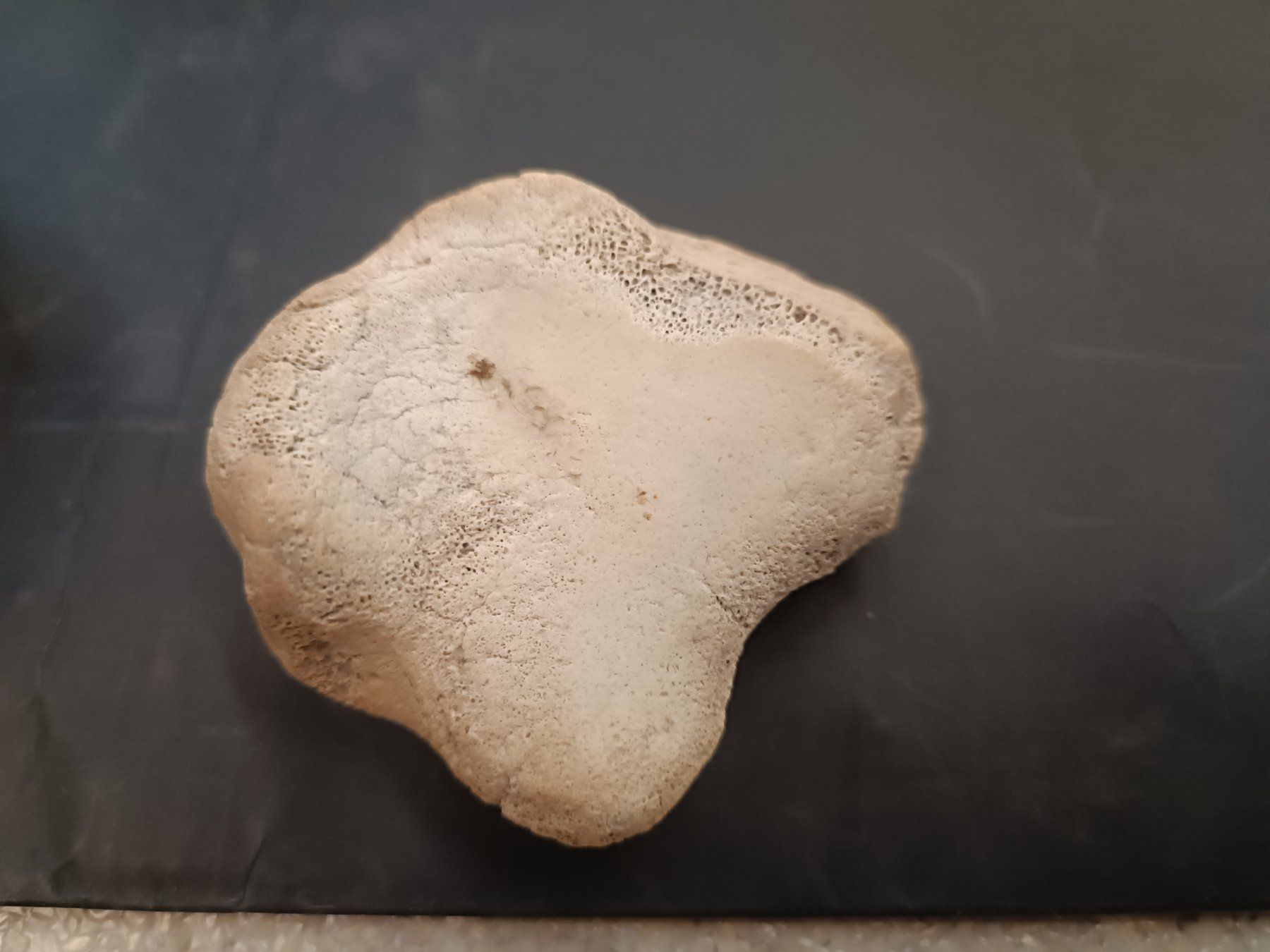 Fossilien: Versteinerung Zähne Kiefer – Gebraucht aus Reiden von Zofi-Brocki 4
