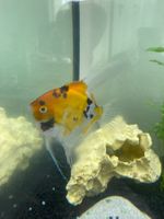 Koi-Skalar