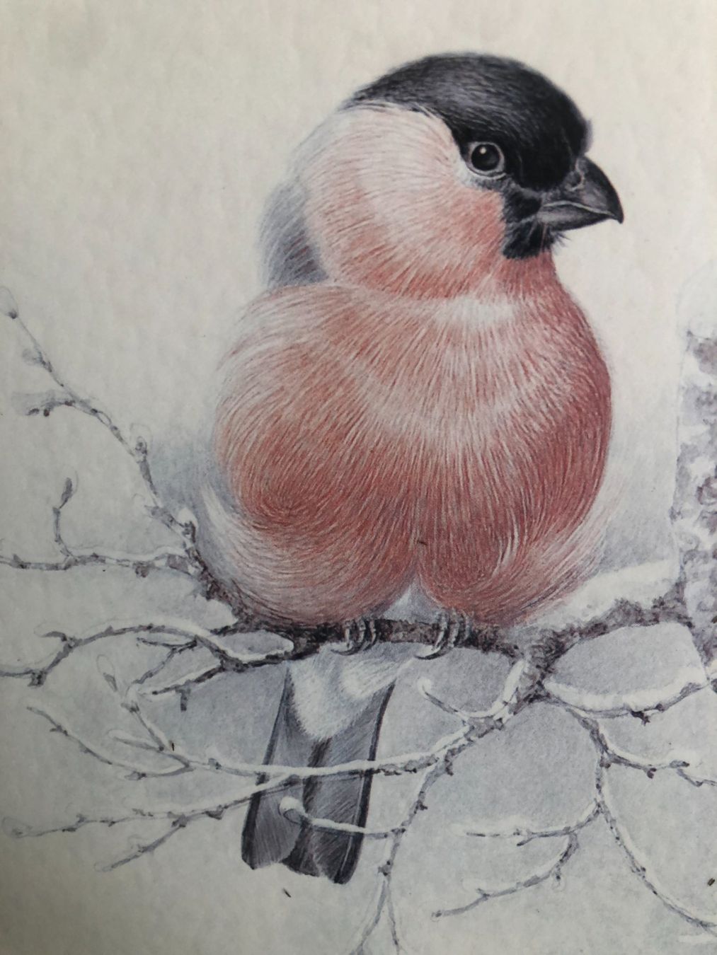 Welt der Tiere: Vogelbild Dompfaff/Gimpel hinter Glas – Gebraucht aus Freienstein von ErnaS01 2