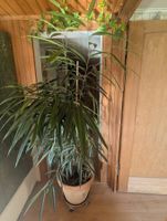 Schmalblättrige Birkenfeige "Ficus Alii" mit Topf, ca. 180cm