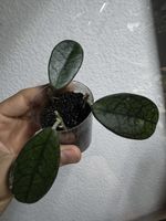 Hoya sichuaensis. 3 Stecklinge im Topf!