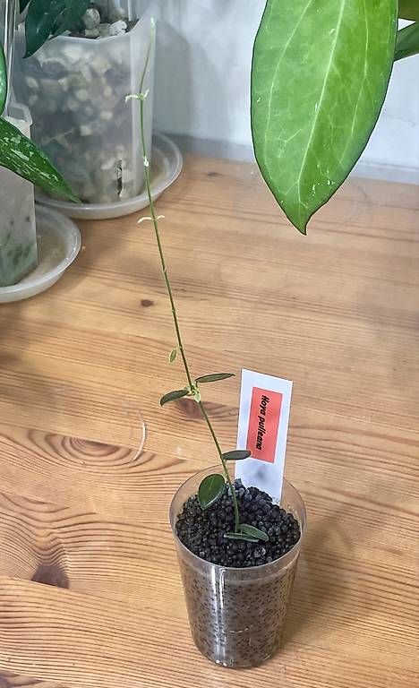 Piante & sementi: Hoya pulleana – Usato da Schönholzerswilen venduto da Leavylounge 1