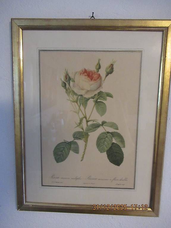 Posters & Illustrations: Rosen – D'occasion à Gümligen par ChrigiSigi