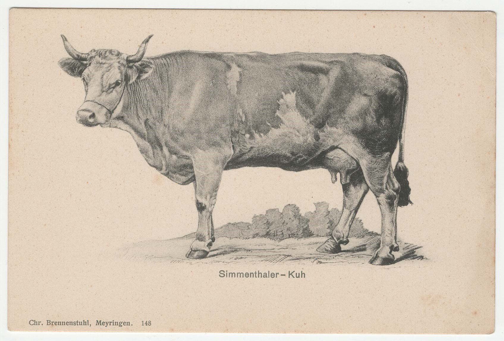Ansichtskarten: Simmenthaler Kuh – Gebraucht aus Winterthur von Wintiwest