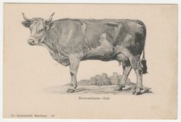 Simmenthaler Kuh