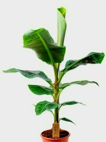 XL Bananenpflanze