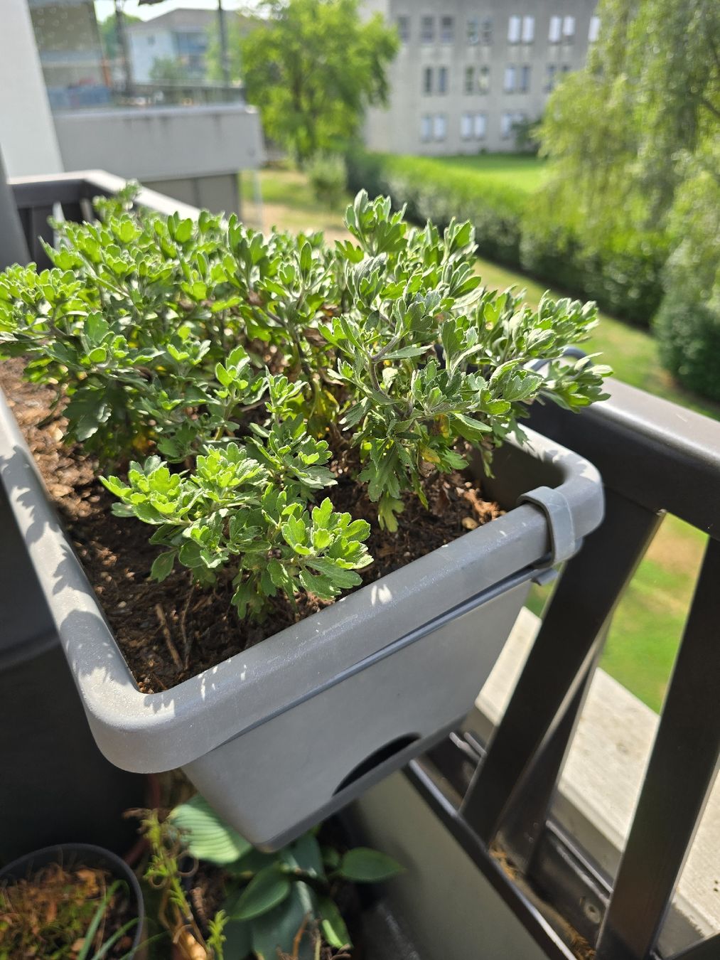 Piante & sementi: Winterharte Chrysanthemen im Elho Topf – Usato da Rickenbach b. Wil venduto da Kth_v8 4