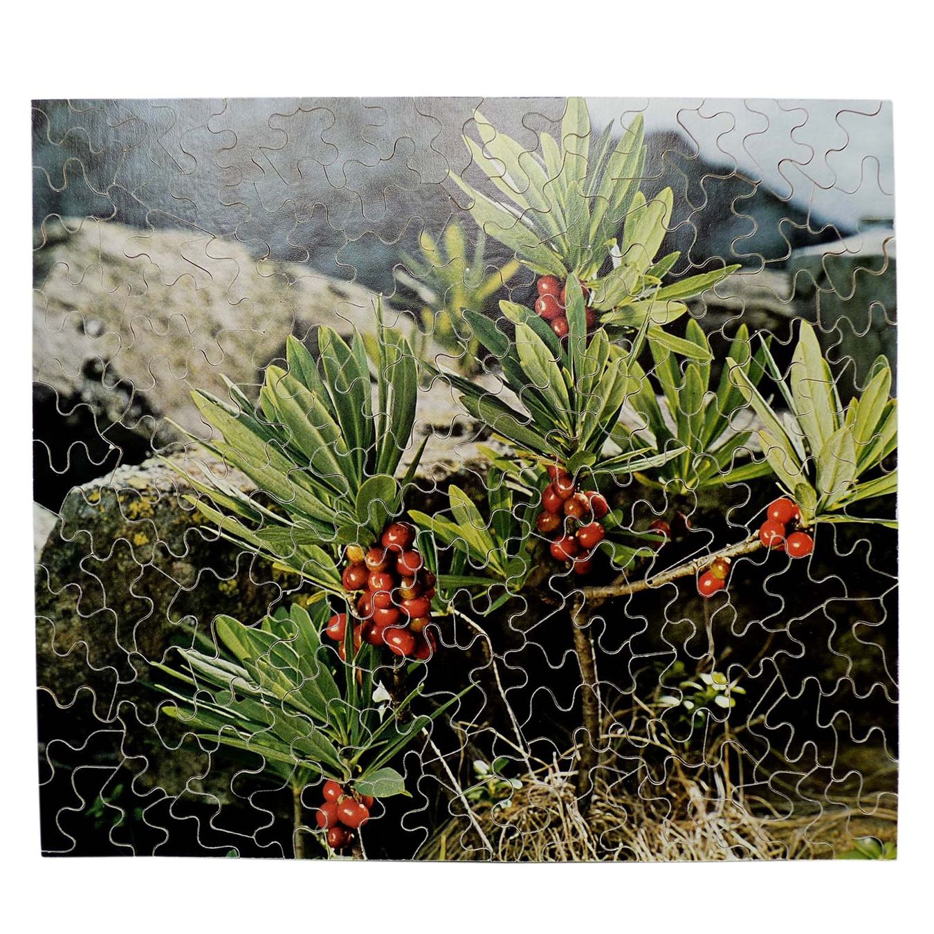 Puzzle: Puzzle Holz handgesägt Einzelstück Seidelbast – Nuovo (secondo la descrizione) da Brüttisellen venduto da Buxus