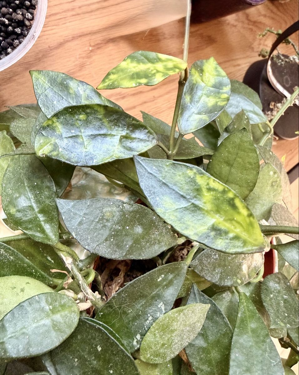 Pflanzen & Samen: Hoya Lacunosa Amarillo – Gebraucht aus Kaiseraugst von dka_b97z 2