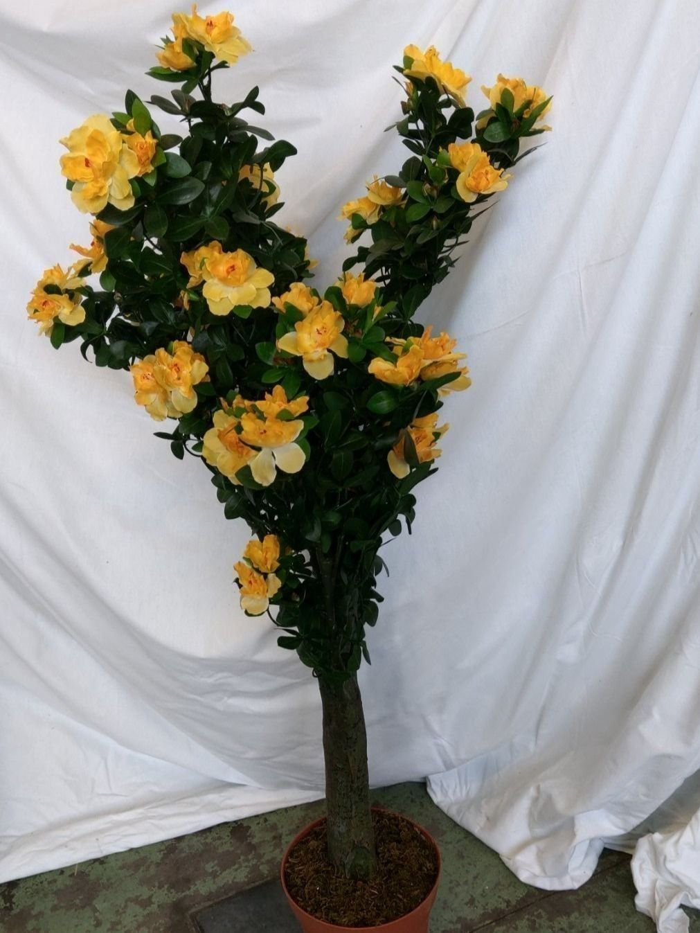 Piante & sementi: Künstliche Azalea im Topf 110cm – Nuovo (secondo la descrizione) da Däniken SO venduto da Profog1 3