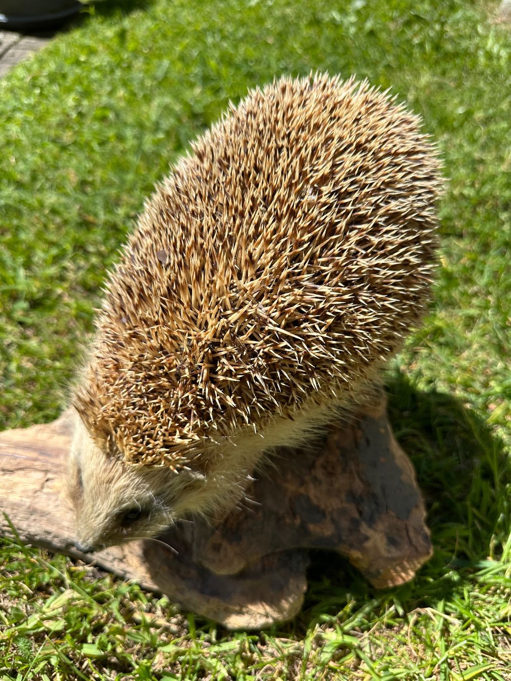 Il mondo degli animali: Ausgestopfter Igel – Usato da St.Moritz venduto da marog90 2
