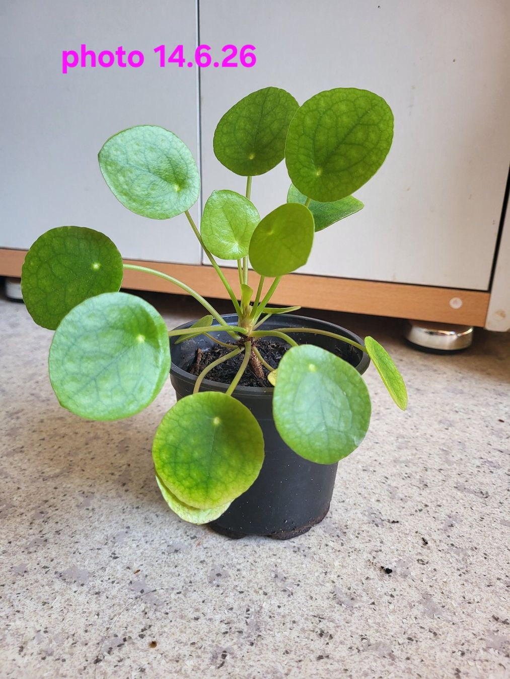 Piante & sementi: Hübsche Pilea ufopflanz – Nuovo (secondo la descrizione) da Zürich venduto da sahaara01