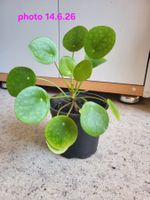 Hübsche Pilea ufopflanz
