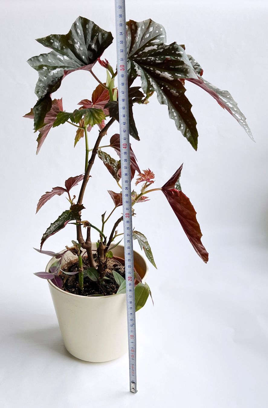 Piante & sementi: BEGONIA*Aconitifolia***** – Nuovo (secondo la descrizione) da Dübendorf venduto da Orchid18 4