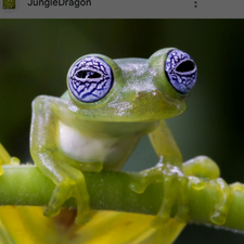 Profile image of Frogs