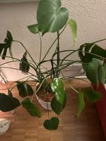 Monstera Deliciosa mit Topf
