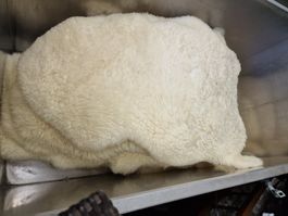 Lammfelle inkl. Alu-Aufbewahrungsbox