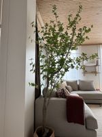 Kunstbaum/Kunstpflanze Enkianthus 214 cm
