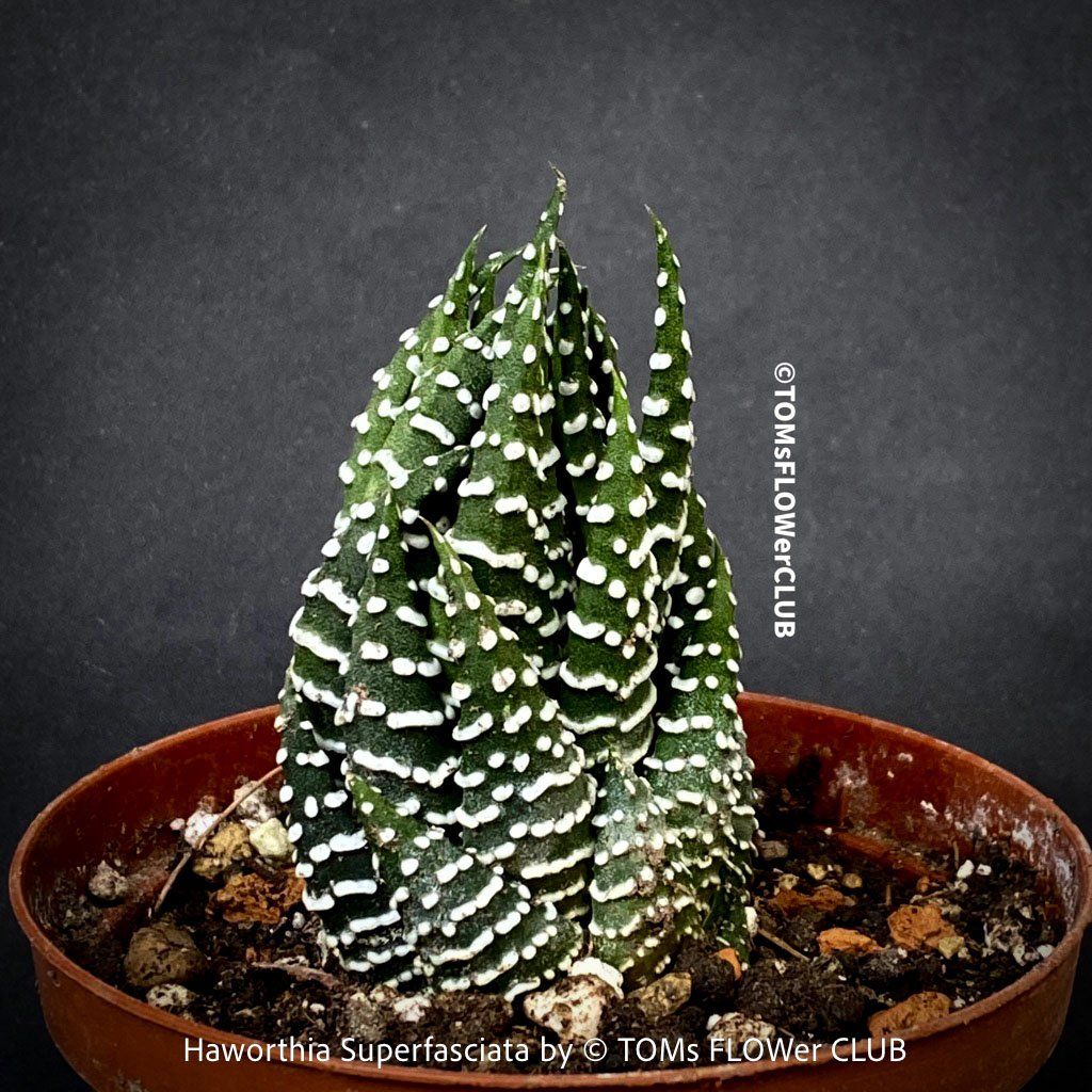 Pflanzen & Samen: Haworthia Superfasciata - super robuste Sukkulente – Neu und originalverpackt aus Adliswil von asTOMas963 5