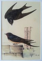 Kupferstich um 1840: Rauchschwalbe - Henry Meyer (1797-1865)