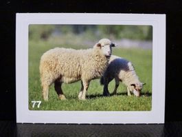 MIGROS MANIA Nature Detectives Nr. 77