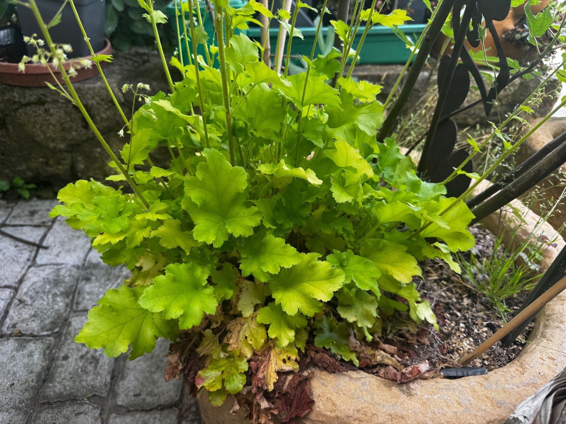 Piante & sementi: Plant heuchere jaune – Usato da Lajoux JU venduto da Briard0 2