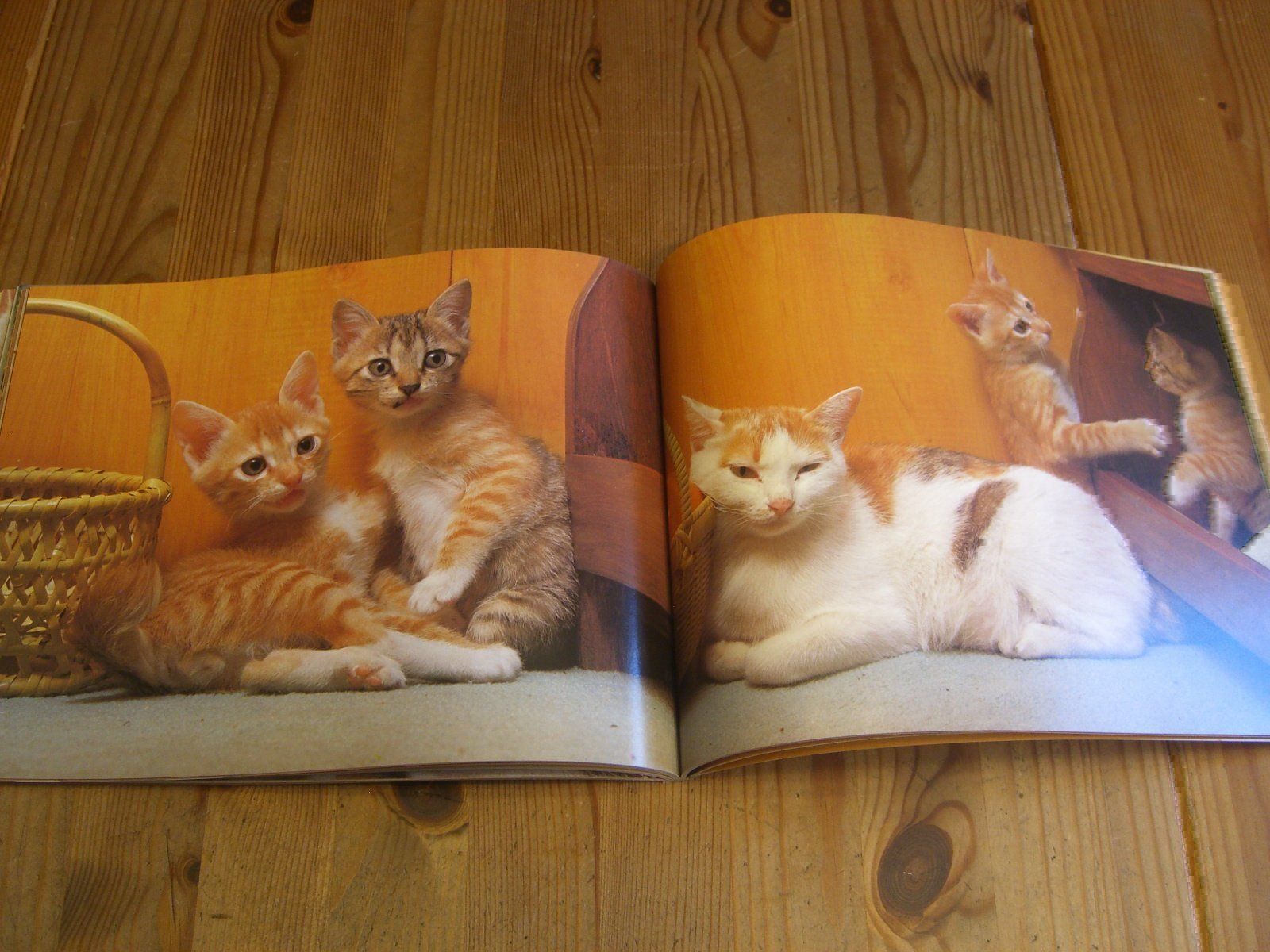 Bücher: Zauberhaftes Katzen-Buch "Katzenspiele" – Neu (gemäss Beschreibung) aus Winterthur von Gaia 6